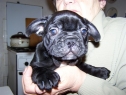 BLACKIE Anima Canis