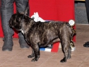 SV Diedersdorf, 02.04.2011 • Jollyville Tasha • Feny, třída mladých • Females, Junior Class • V2, Res.-Anw.Dt.Jg.Ch.VDH • Ex.2, Res.-Anw.Dt.Jg.Ch.VDH