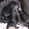 Vrh A • Litter A • Wurf A
Narozen • Born on • Geboren am: 25.12.2006