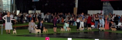 World Dog Show 2011, Paris, 10.07.2011 • Psi, plaví, tř. šampionů • Males, fawn, Champion Class