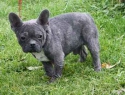 Francouzský buldoček v nouzi • French Bulldog Rescue • Pes, 11 měsíců • Male, 11 months old