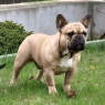 CH Daddy's Boy of Anima Canis