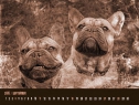 Mother & Son: CH Adela Anima Canis (left) & CH Daddy's Boy of Anima Canis (right)
