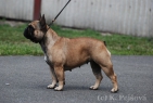CH Dalila Anima Canis (*28.8.2009, A'Vigdors Brabus x Adela Anima Canis)