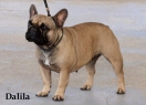 CH Dalila Anima Canis (*28.8.2009, A'Vigdors Brabus x Adela Anima Canis)