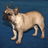 CH Dalila Anima Canis (*28.8.2009, A'Vigdors Brabus x Adela Anima Canis)