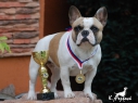 16.06.2013 ● NVP Klatovy ● BEST LOOKING Flat Devils ● Feny, tř. vítězů: V1, CAC, NV, BOB ● Females, Winner Class: Ex. 1, CAC, National Winner, BOB