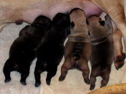 VRH J / LITTER J • DoB 07.12.2013 • CH A'vigdors Bravache x CH Adela Anima Canis • 1 týden / 1 week