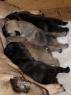 VRH J / LITTER J • DoB 07.12.2013 • CH A'vigdors Bravache x CH Adela Anima Canis • 2 týdny / 2 weeks