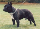 BARON-BALOU de la Parure