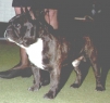 BARON-BALOU de la Parure