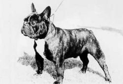 RAJAH von der Grimmelsburg of Tollydane