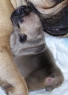 DADDY'S BOY OF Anima Canis