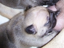 DADDY'S BOY OF Anima Canis