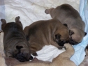 Vrh D • Litter D • Wurf D
Narozen • Born on • Geboren am: 28.08.2009
