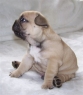 DADDY'S BOY OF Anima Canis