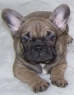 DALILA Anima Canis