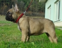 DALILA Anima Canis