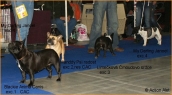 08.11.2009 Praha: Blackie Anima Canis - CAC