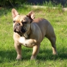 DADDY'S BOY OF Anima Canis
