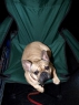 ADELA Anima Canis